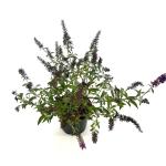 Buddleja Butterfly Red