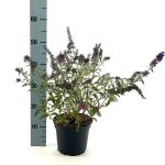 Buddleja Butterfly Red
