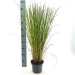 Cortaderia selloana