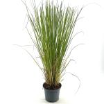 Cortaderia selloana