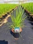 Cortaderia s. 'Rosea'
