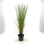 Cortaderia s. 'Rosea'