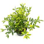 Ilex attenuata 'Sunny Foster'