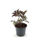 Sambucus nigra Black Tower