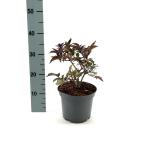 Sambucus nigra Black Tower