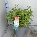 Hydrangea pan. 'Phantom'