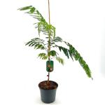 Albizia julibr. Ombrella