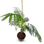 Albizia julibr. Ombrella