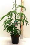 Albizia julibr. rosea