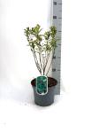 Aronia arbutifolia 'Brilliant'