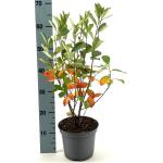 Aronia melanocarpa