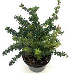 Berberis buxifolia 'Nana'