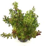 Berberis thunb. 'Powwow'