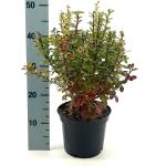 Berberis thunb. 'Powwow'