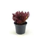 Berberis thunb. 'Ruby Star'