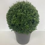 Ilex crenata 'Convexa', bol