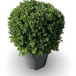 Ilex crenata 'Convexa', bol