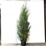 Cupressocyparis l. 'Tweeduizendéén'