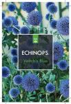 Echinops ritro 'Veitch's Blue'