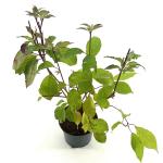 Cornus alba Baton Rouge