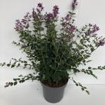 Syringa Bloomerang Dark Purple