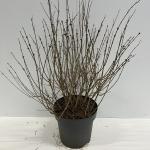 Syringa Bloomerang Dark Purple