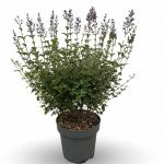 Syringa Bloomerang Dark Purple