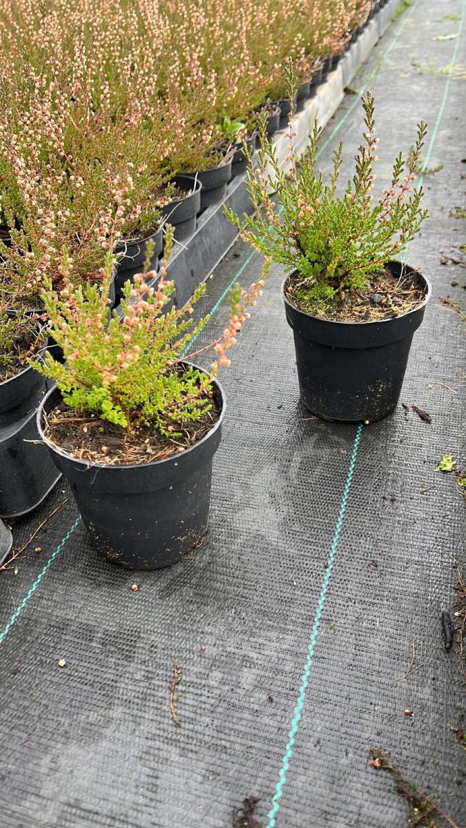 Calluna vulgaris