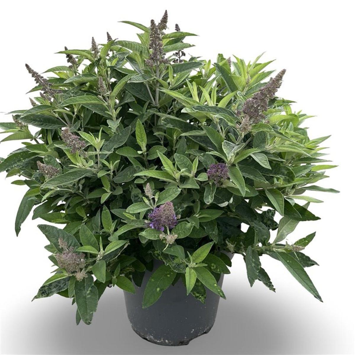 Buddleja d. B. Candy Little Purple, paars