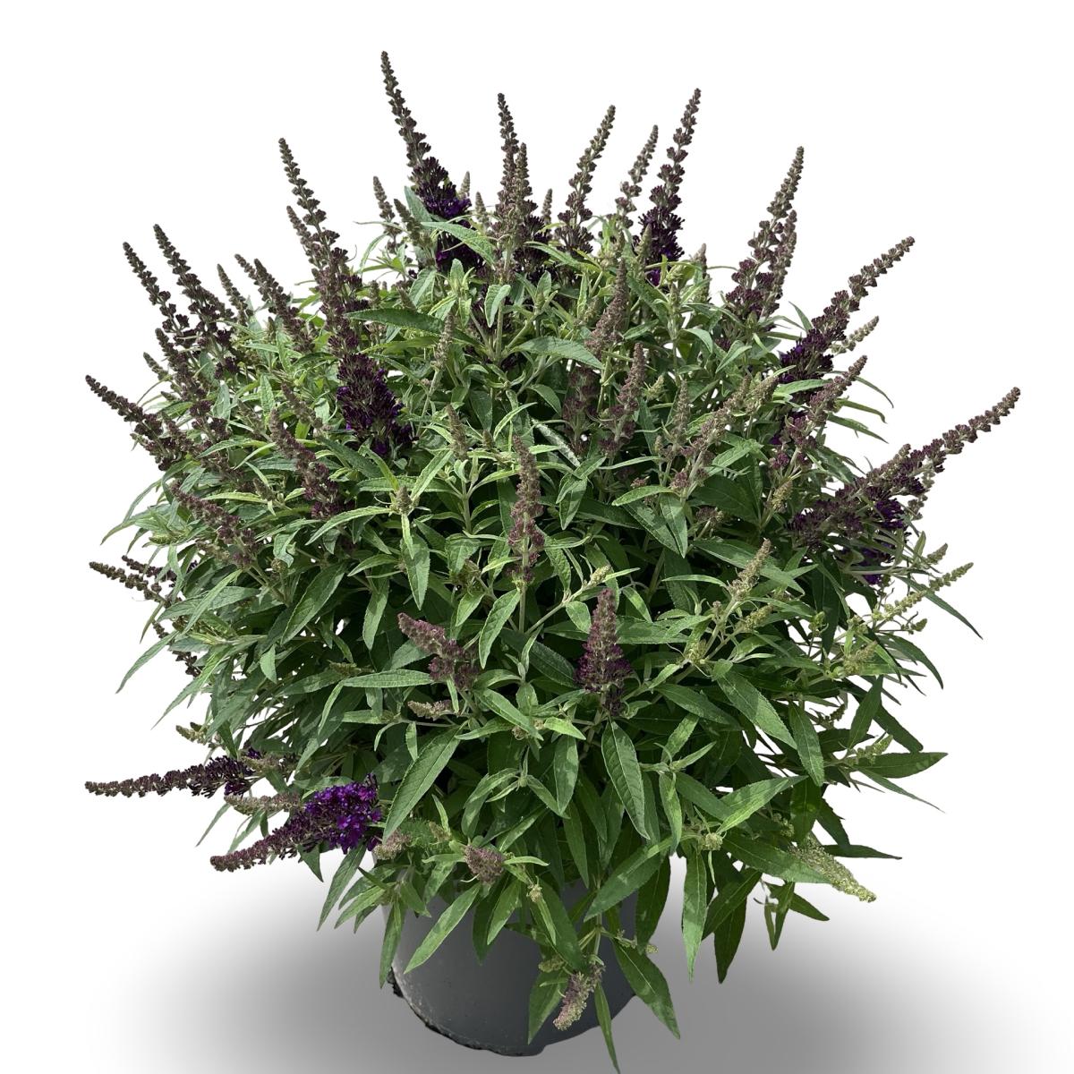 Buddleja d. B. Candy Little Purple, paars