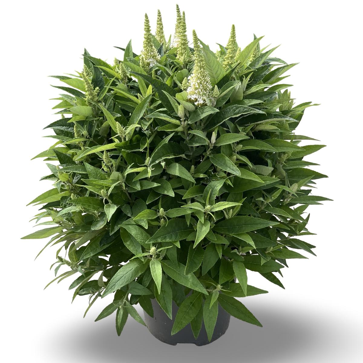 Buddleja d. B. Candy Little White