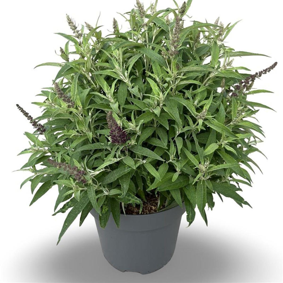 Buddleja d. B. Candy Lila Sweeth.