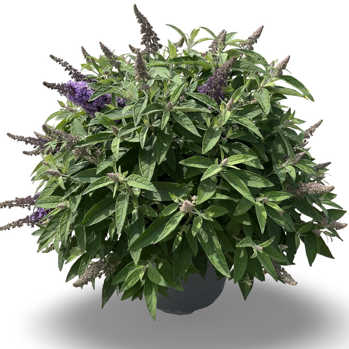 Buddleja d. B. Candy Lila Sweeth.