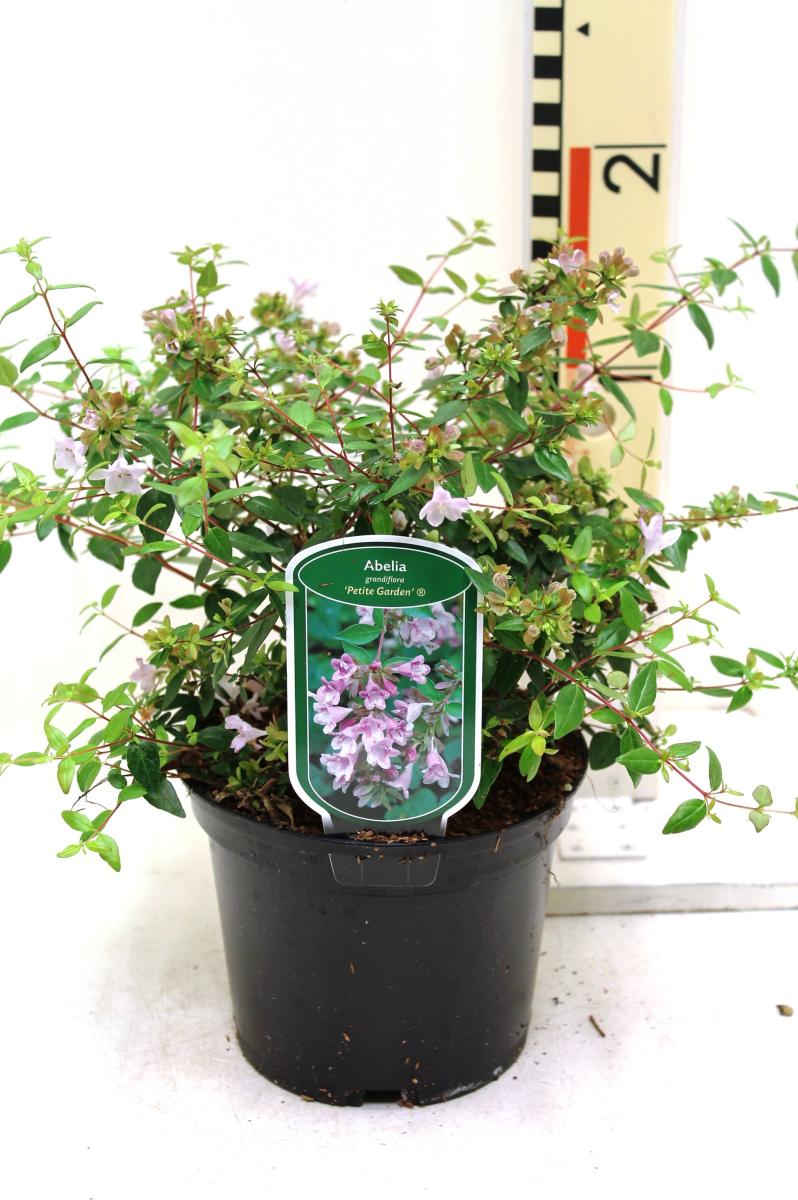 Abelia grandifl. Petite Garden