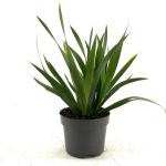 Iris foetidissima