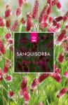 Sanguisorba o. 'Pink Tanna'
