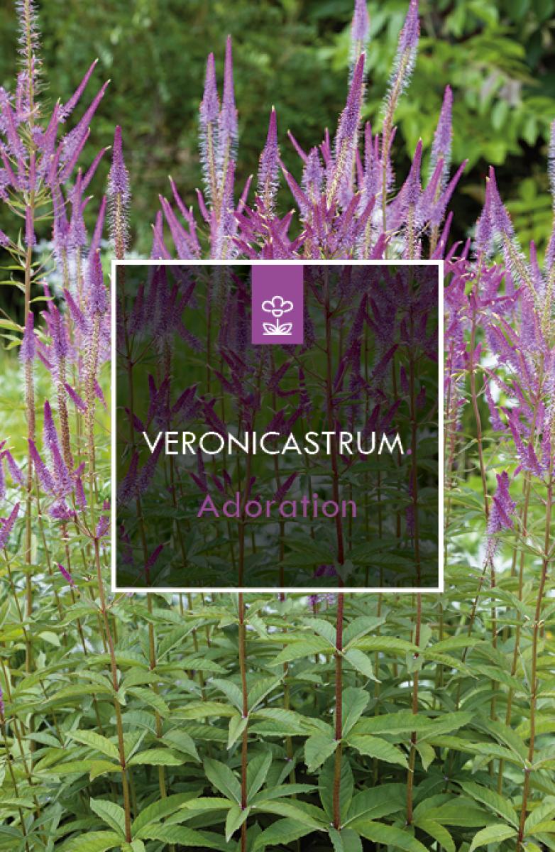 Veronicastrum virg. 'Adoration', rose