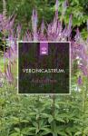 Veronicastrum virg. 'Adoration', rose