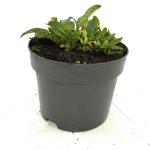 Veronicastrum virg. 'Album'