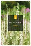 Veronicastrum virg. 'Album'