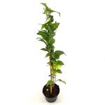 Abeliophyllum distichum