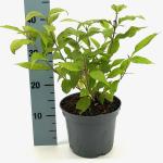 Callicarpa jap. 'Leucocarpa'