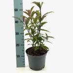 Callicarpa kwangtungensis