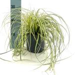 Carex oshim. 'Evergold'
