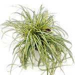 Carex oshim. 'Evergold'