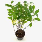 Clethra alnifolia