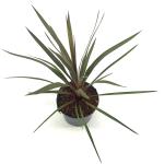 Cordyline aus. 'Red Heart'