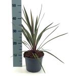 Cordyline aus. 'Red Heart'