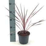 Cordyline aus. 'Southern Splendour'