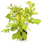Cornus alba 'Aurea'